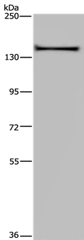 KIF1C Antibody in Western Blot (WB)