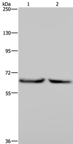 KLHL2 Antibody in Western Blot (WB)