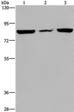 LEPREL2 Antibody in Western Blot (WB)
