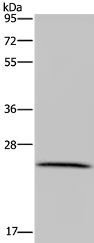 LRRC57 Antibody in Western Blot (WB)