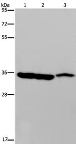 MDH1 Polyclonal Antibody