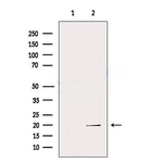 REG3G Antibody in Western Blot (WB)