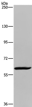 MIER2 Antibody in Western Blot (WB)