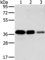 MTFR1 Antibody in Western Blot (WB)