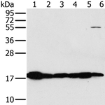 MTFP1 Antibody in Western Blot (WB)
