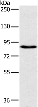 PLEKHG6 Antibody in Western Blot (WB)