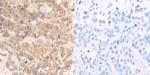 NDUFA1 Antibody in Immunohistochemistry (Paraffin) (IHC (P))