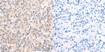 NDUFA1 Polyclonal Antibody
