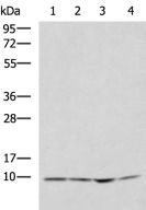 NDUFA1 Antibody in Western Blot (WB)