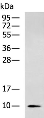 NDUFA2 Antibody in Western Blot (WB)