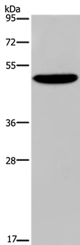 Nectin 4 Antibody in Western Blot (WB)