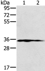 NIT1 Antibody in Western Blot (WB)