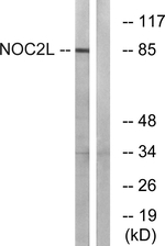 NOC2L Antibody in Western Blot (WB)