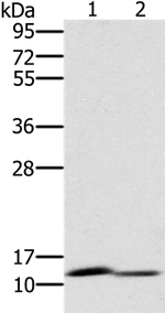PAGE2 Antibody in Western Blot (WB)