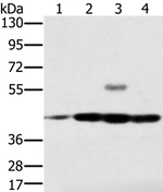 PAICS Antibody in Western Blot (WB)