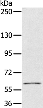 PDP1 Antibody in Western Blot (WB)