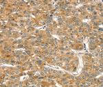 RASSF9 Antibody in Immunohistochemistry (Paraffin) (IHC (P))
