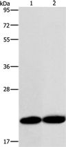 RAB26 Antibody in Western Blot (WB)