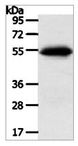 SLC7A5 Antibody in Western Blot (WB)