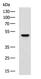 CHRM4 Antibody in Western Blot (WB)