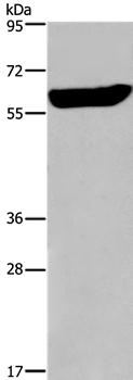 EGR4 Antibody in Western Blot (WB)