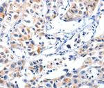 Fibulin 5 Antibody in Immunohistochemistry (Paraffin) (IHC (P))