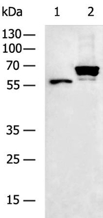 SLC2A12 Polyclonal Antibody