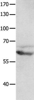mGluR8 Antibody in Western Blot (WB)