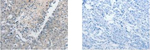 GCH1 Polyclonal Antibody