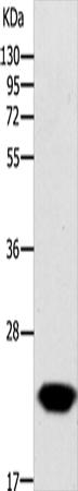 GCH1 Antibody in Western Blot (WB)