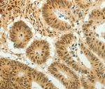 HOXA4 Antibody in Immunohistochemistry (Paraffin) (IHC (P))