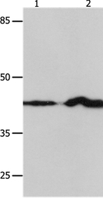 IRF1 Antibody in Western Blot (WB)