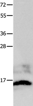 KISS1 Antibody in Western Blot (WB)