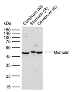 MIDN Polyclonal Antibody