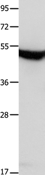 MTNR1A Antibody in Western Blot (WB)