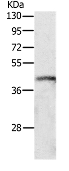 P2Y4 Antibody in Western Blot (WB)