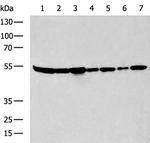 ASCT2 Antibody in Western Blot (WB)