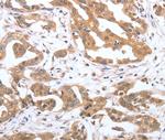 PSPN Antibody in Immunohistochemistry (Paraffin) (IHC (P))