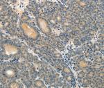 MRP9 Antibody in Immunohistochemistry (Paraffin) (IHC (P))