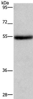 LPCAT4 Antibody in Western Blot (WB)