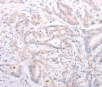 ANKRA2 Antibody in Immunohistochemistry (Paraffin) (IHC (P))