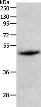 PGA5 Antibody in Western Blot (WB)