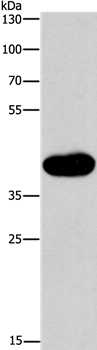 SAPK4 Antibody in Western Blot (WB)
