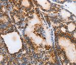 MUC6 Antibody in Immunohistochemistry (Paraffin) (IHC (P))
