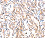 PAFAH2 Polyclonal Antibody
