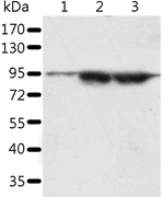 SPATA20 Antibody in Western Blot (WB)