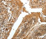 Tenascin R Polyclonal Antibody