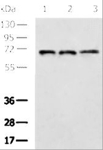 CD93 Antibody in Western Blot (WB)