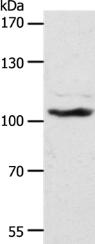 ADAMTS17 Antibody in Western Blot (WB)