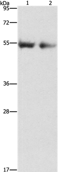 Angiopoietin 4 Antibody in Western Blot (WB)